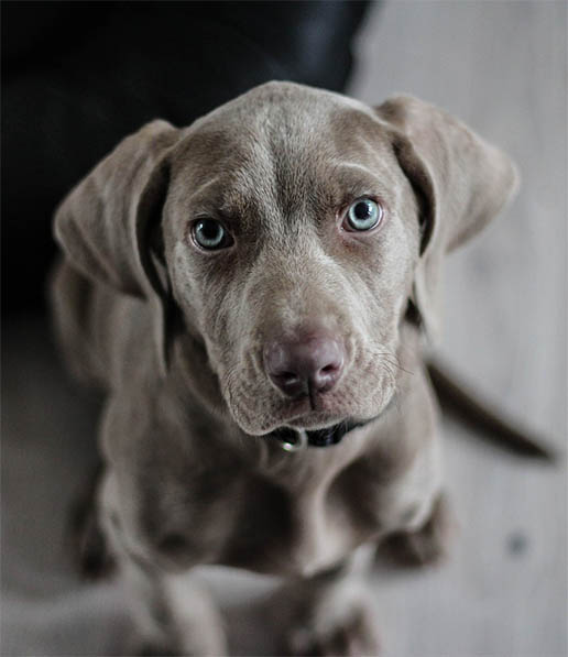 Weimaraner